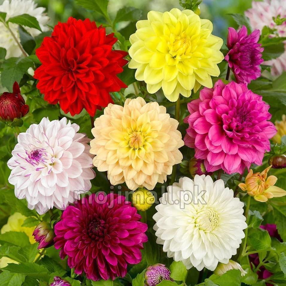 Dahlia Double Mix – 20+ Seeds-Moji Mall