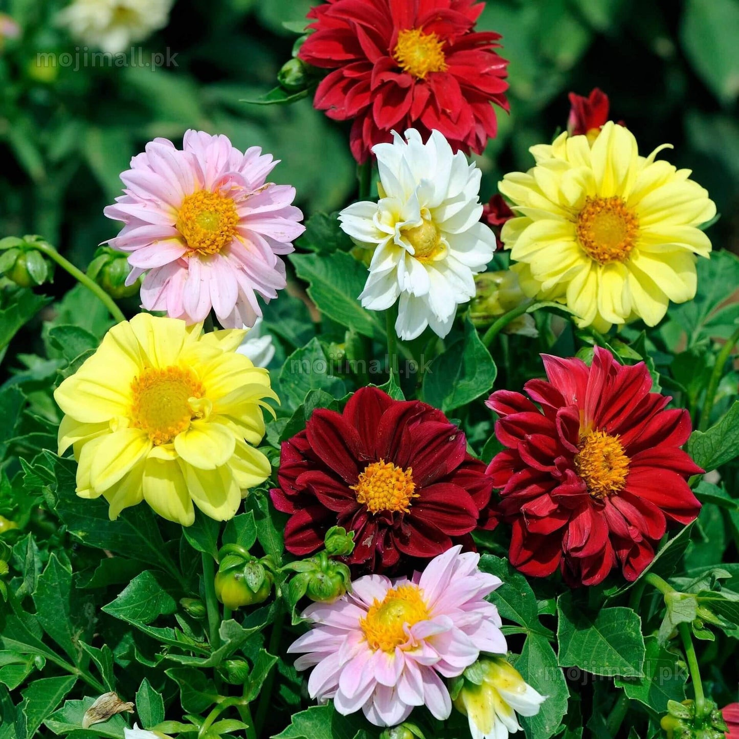 Dahlia Mix – 20+ Seeds (WINTER)-Moji Mall