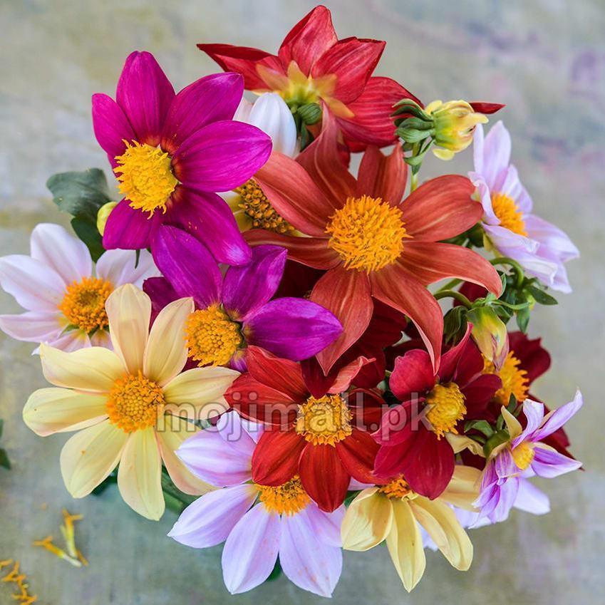 Dahlia Mix – 50+ Seeds