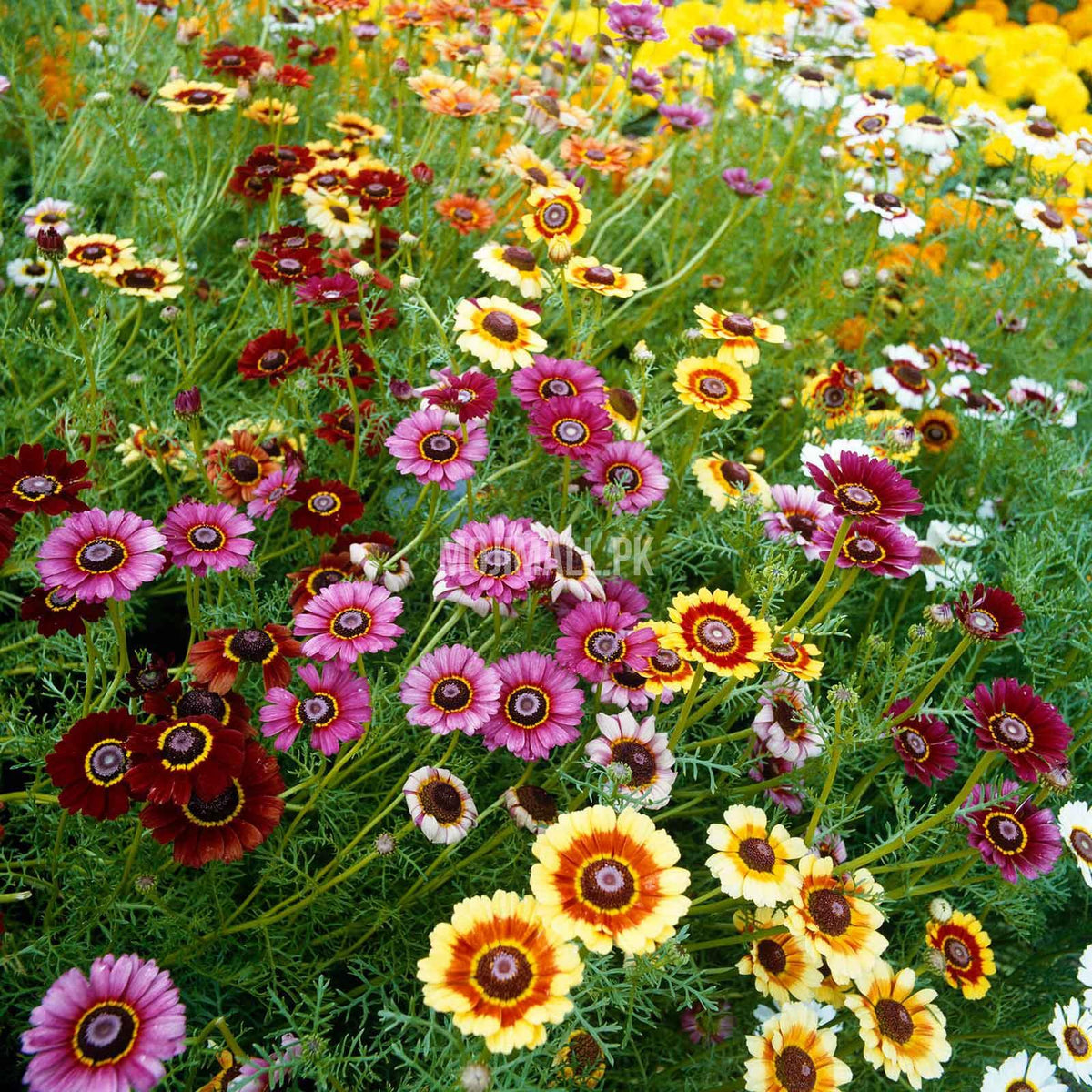 Moji Mall’s Pakistan listing for Daisy Tricolor seeds shows a mixed flower bed with pink, yellow and white ringed blooms