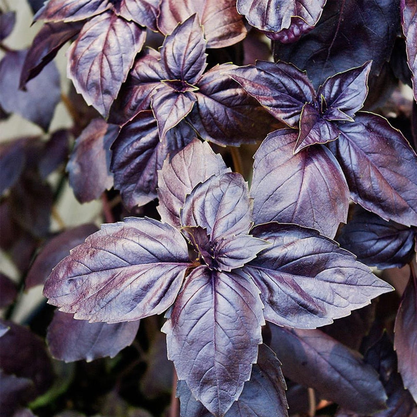 Fresh Dark Opal Basil leaves, grown from trusted seeds at Mojimall, delivering rich purple hues and a fragrant, savory aroma for your culinary creations.