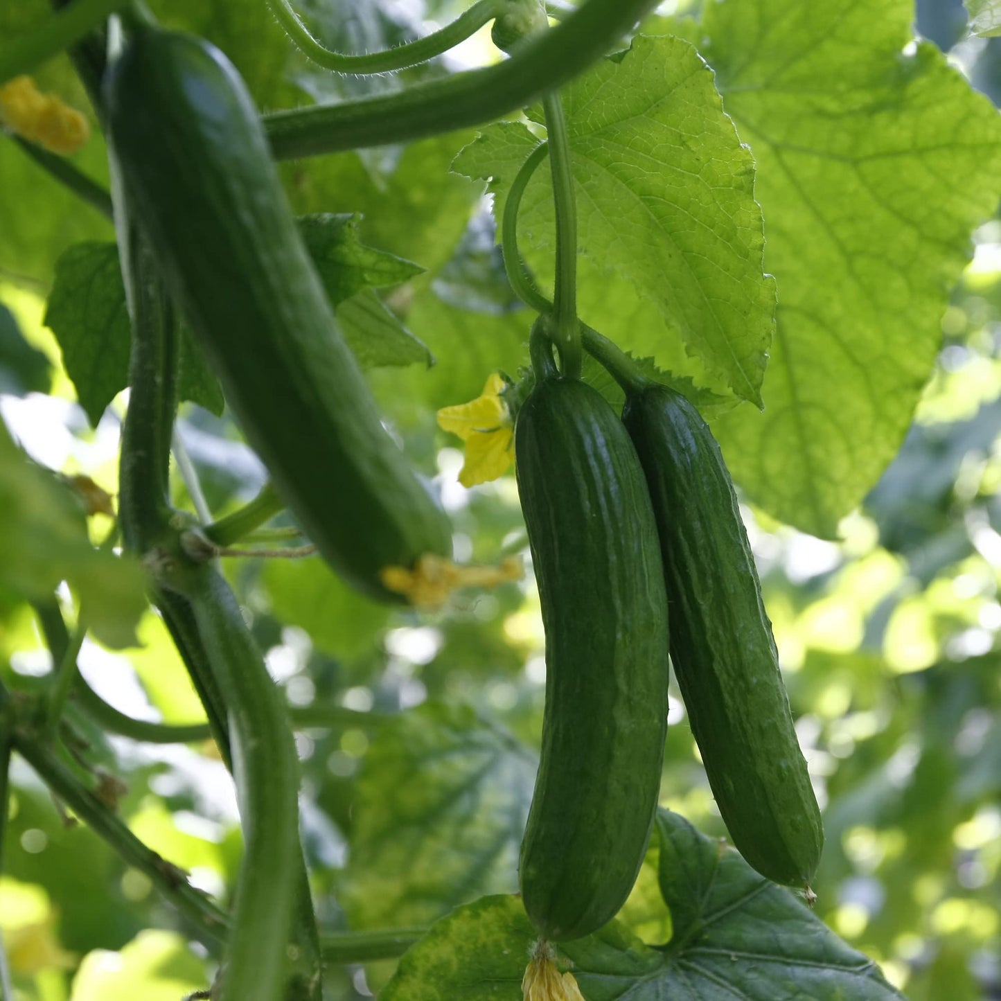 Fresh Desi Kheera cucumbers growing on the plant