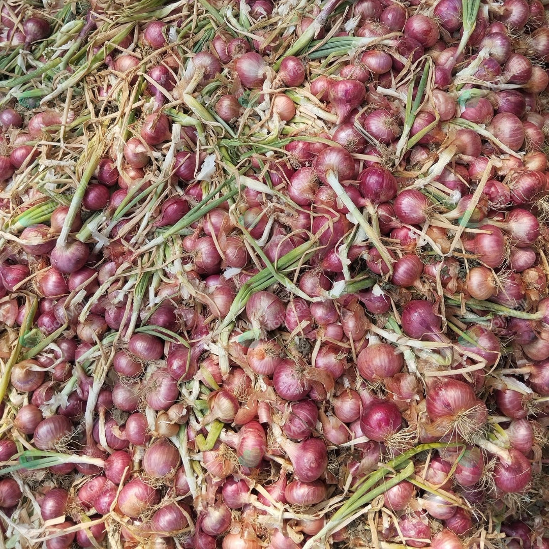 Close-up of small red onions with green tops on a straw background