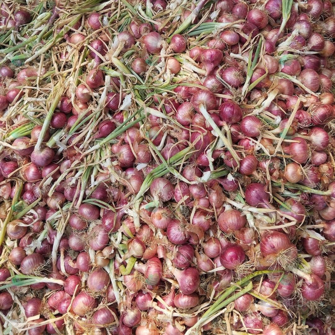 Close-up of small red onions with green tops on a straw background