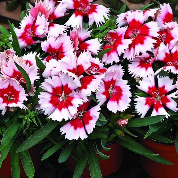 Dianthus (Chinensis Mixed) Seeds