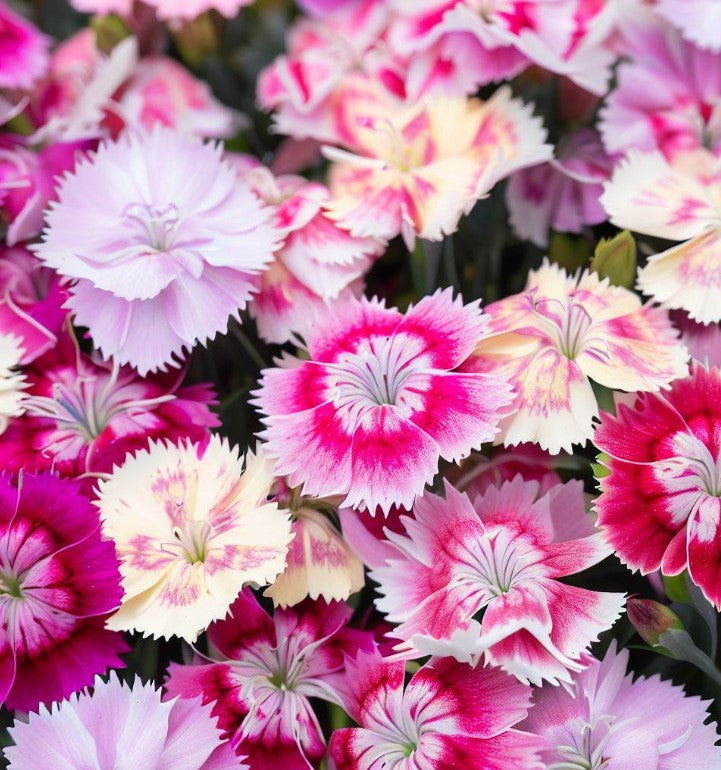 Dianthus (Chinensis Mixed) Seeds