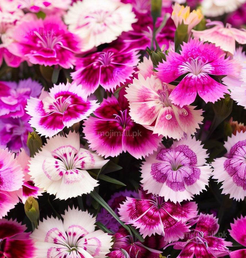 Dianthus Mixed – Seeds-Moji Mall