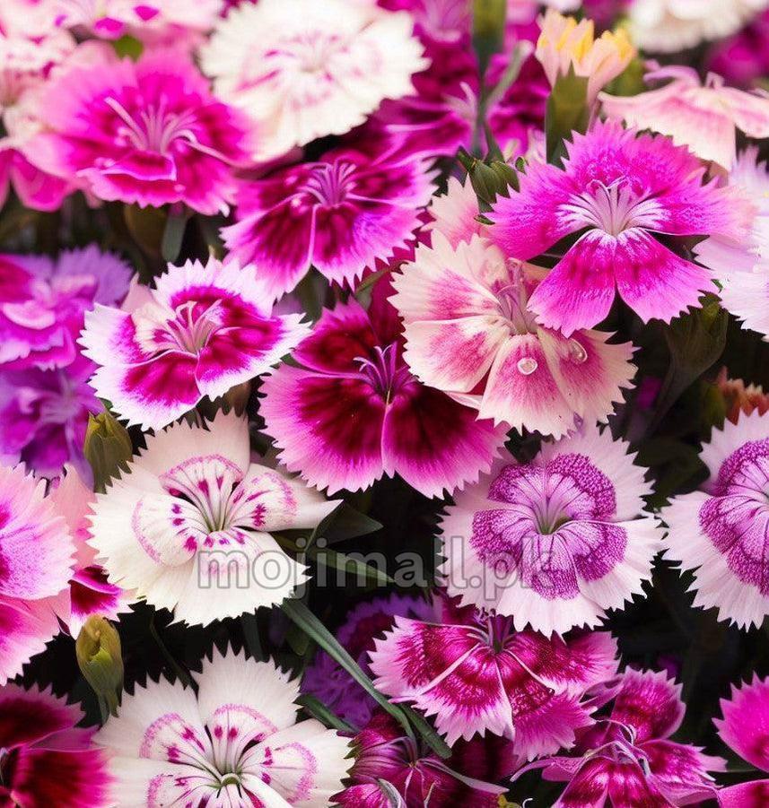 Dianthus Mixed – Seeds-Moji Mall