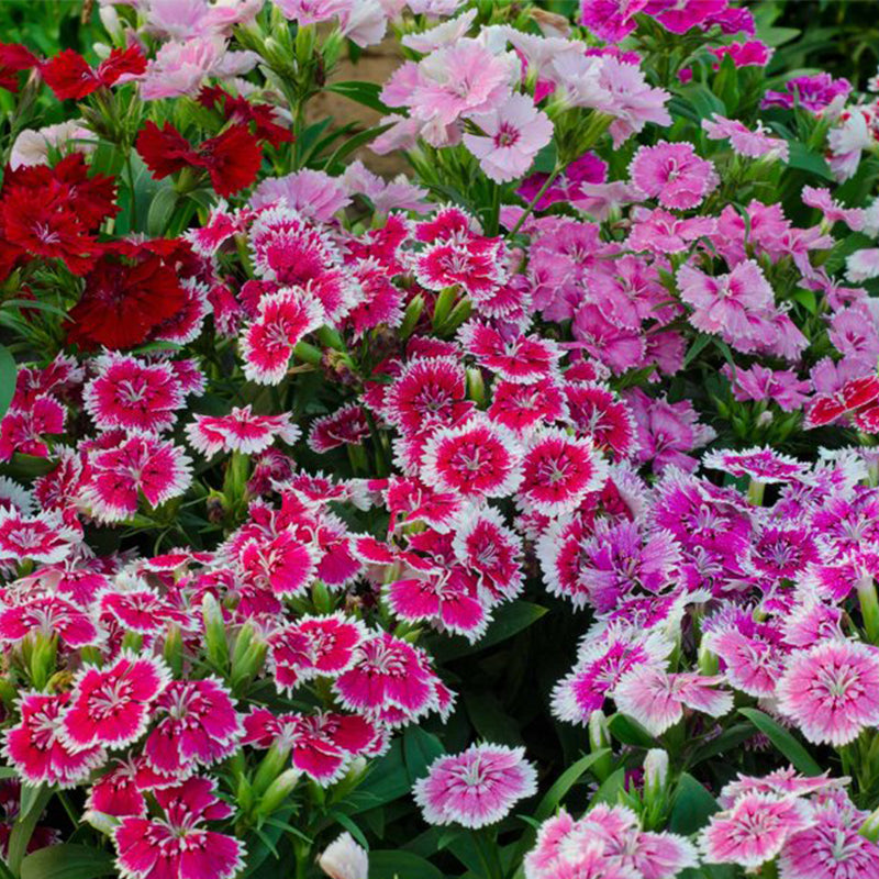 Dianthus (Chinensis Mixed) Seeds