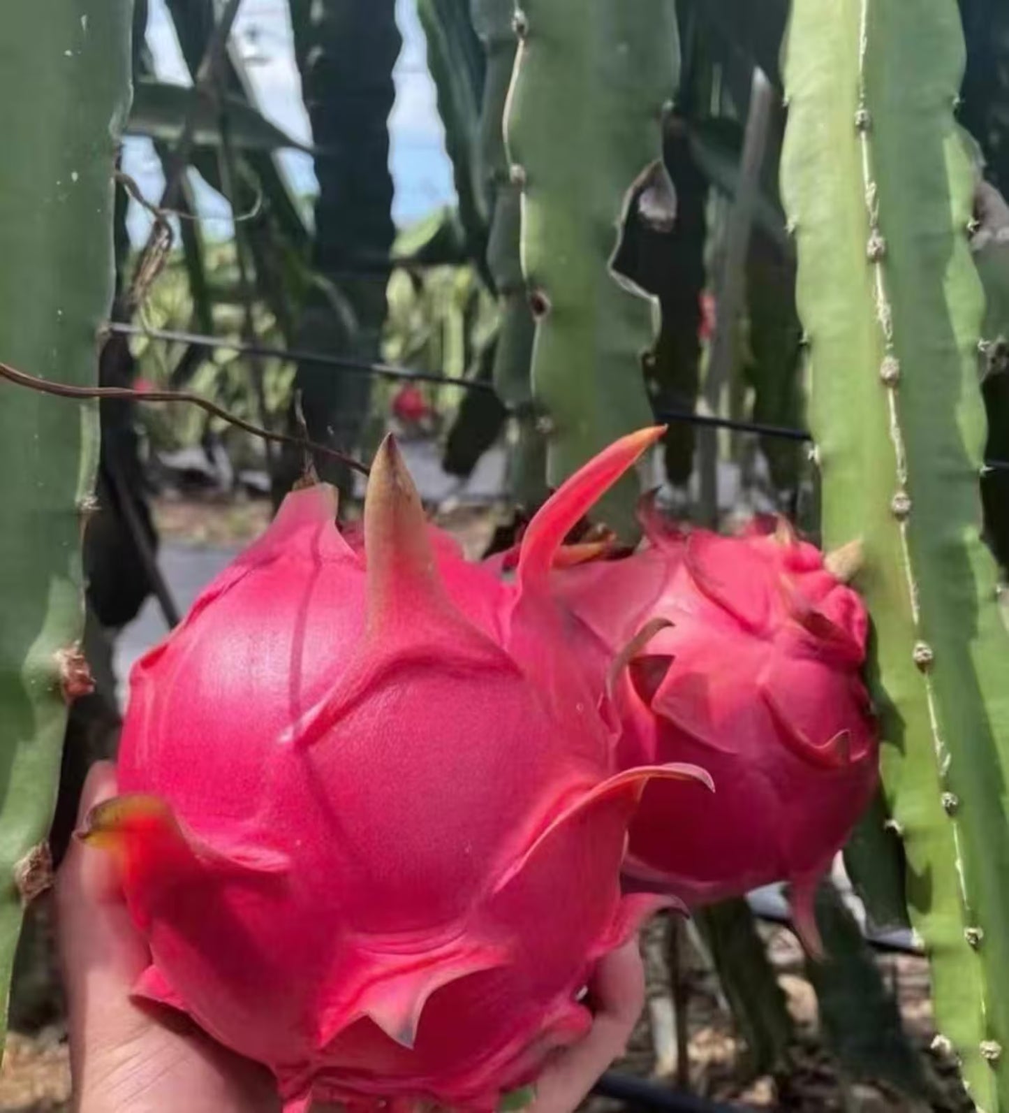 A close-up of a hand holding a bright pink dragon fruit growing on a cactus in a sunny outdoor farm setting.
