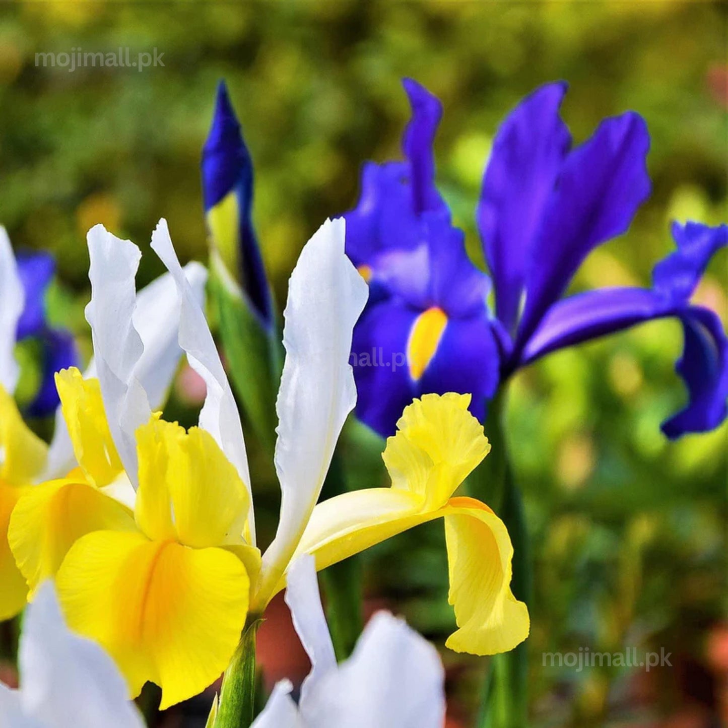 Pack of 4 Dutch iris Flower Bulbs (imported) Mix Colors-Moji Mall