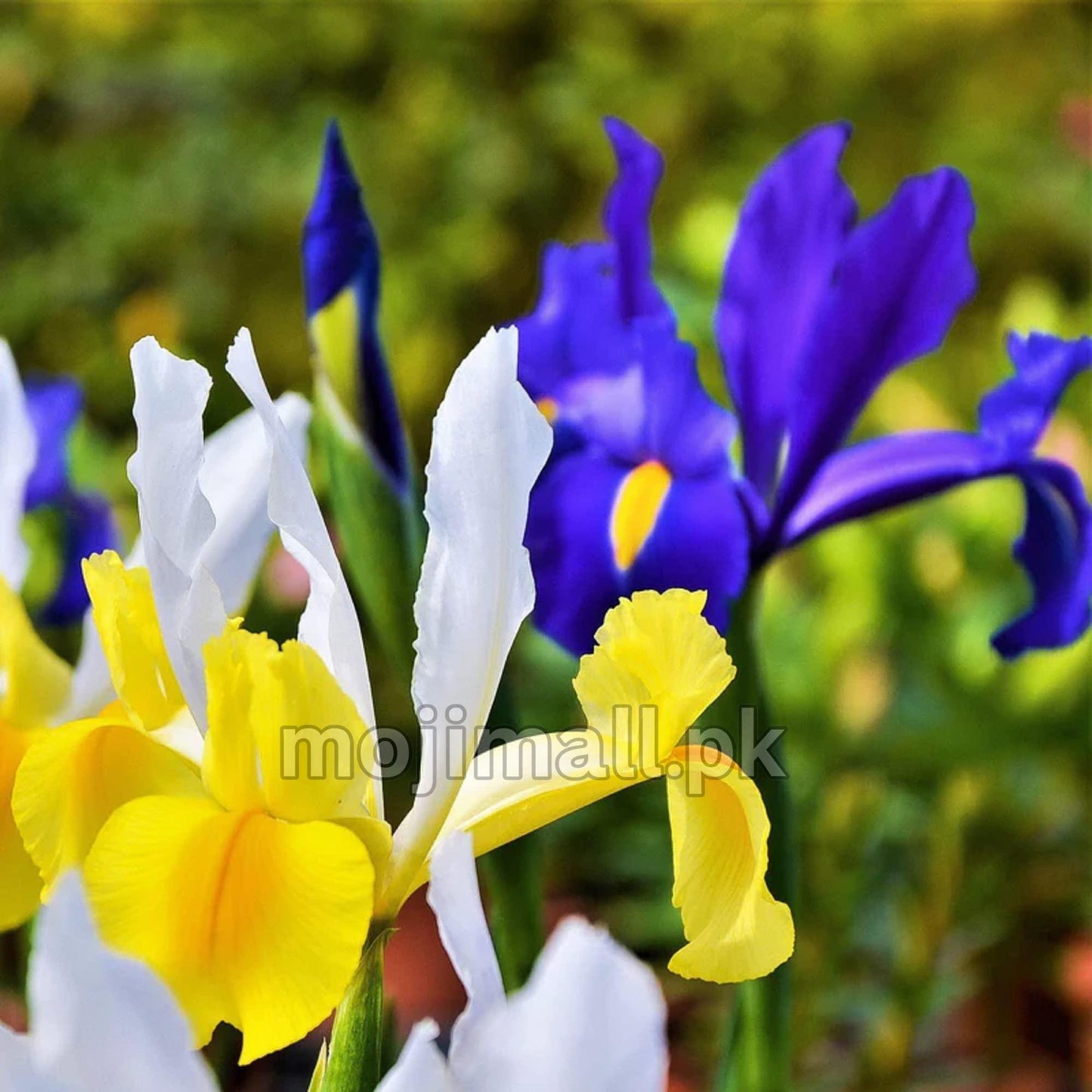 Pack of 4 Dutch iris Flower Bulbs (imported) Mix Colors-Moji Mall