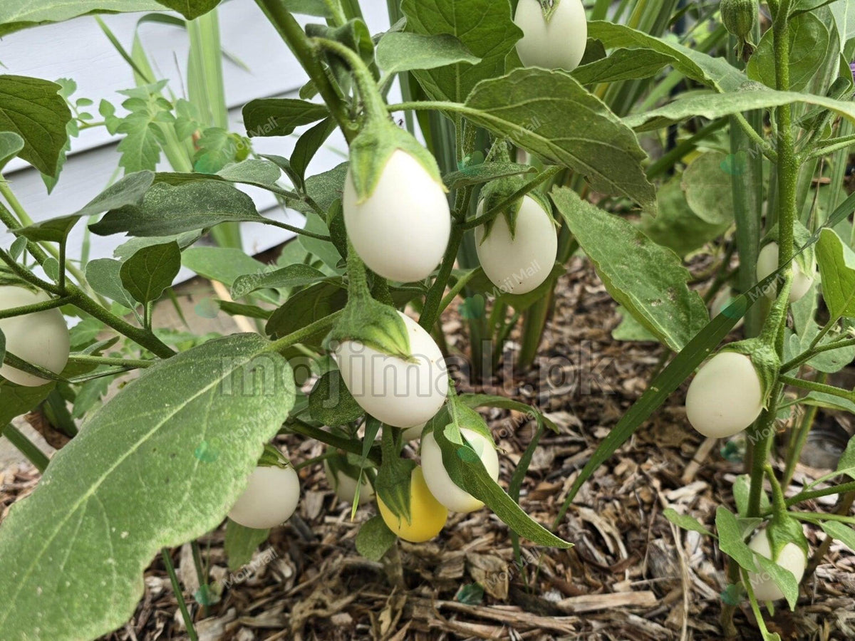 White Brinjal, also called Safed Baingan, producing creamy white fruits for home gardens in Pakistan by Moji Mall.