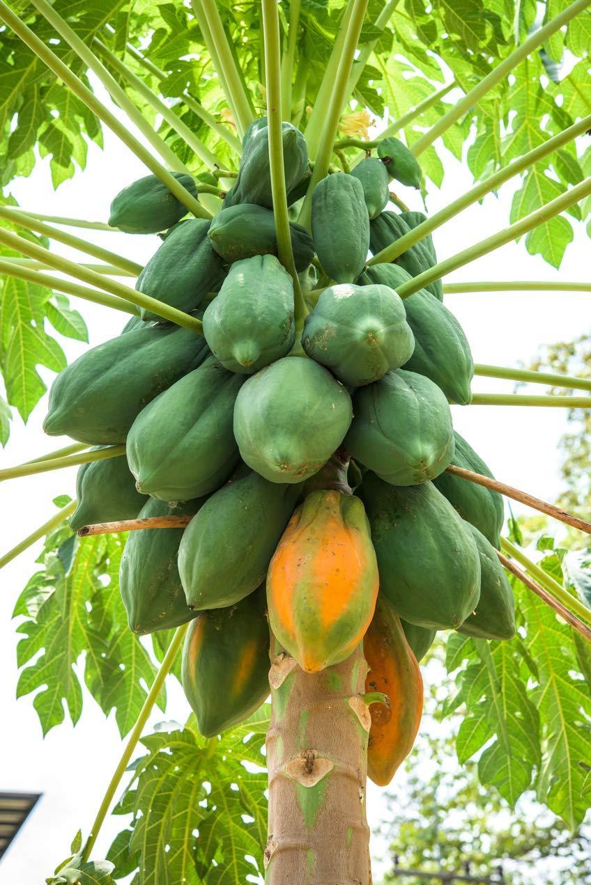 Papaya (Red Lady) – F1 Hybrid 5 Seeds-Moji Mall