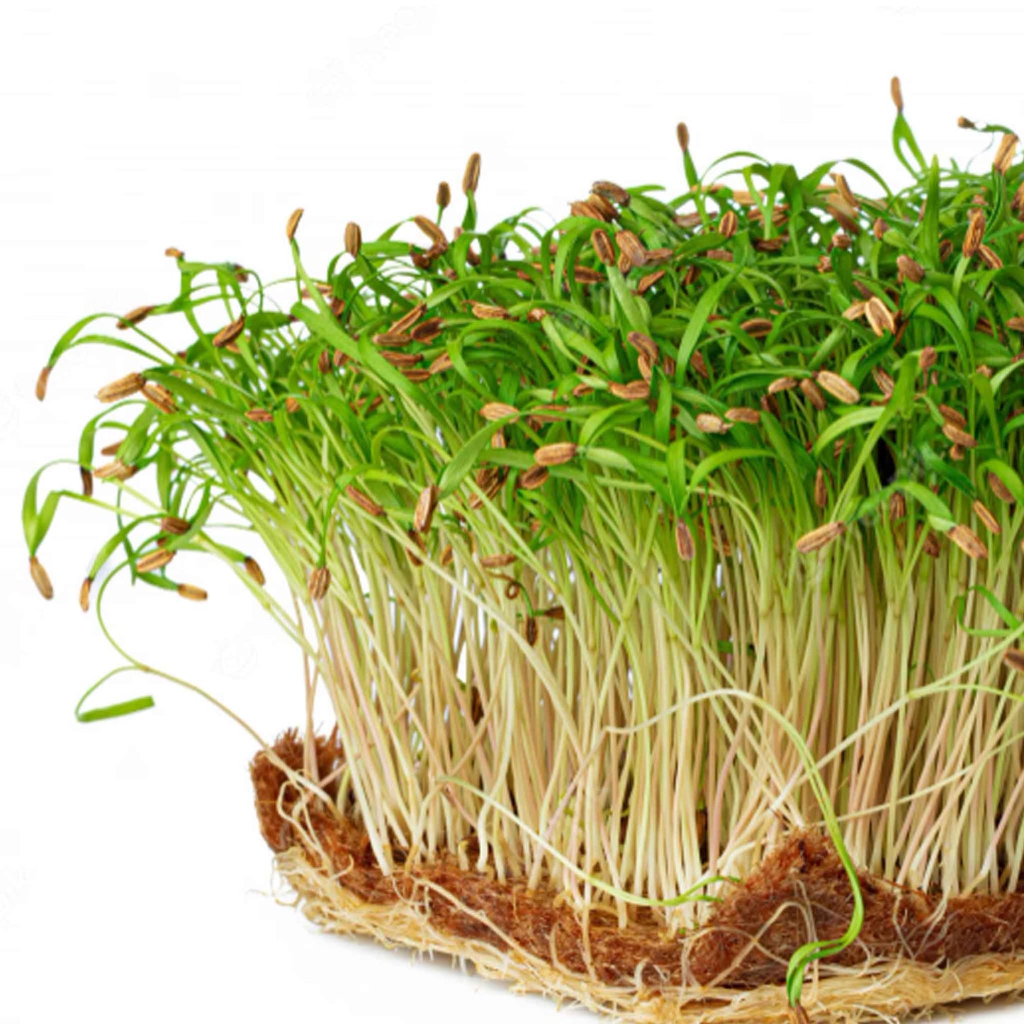 Fennel: Microgreens Seeds