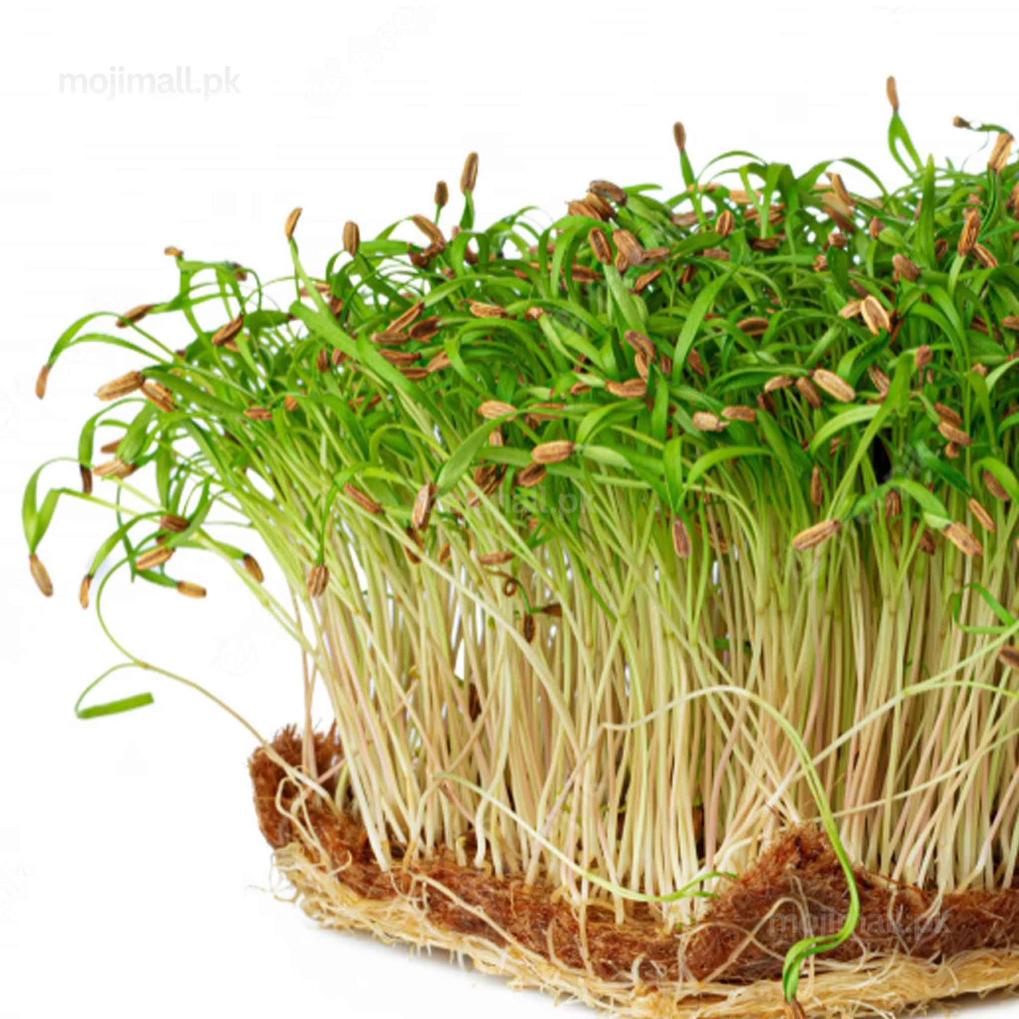 Fennel: Microgreens Seeds-Moji Mall