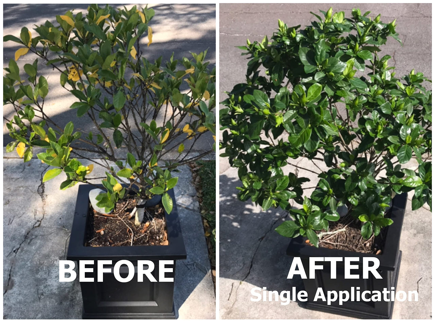 Leafy green plant with lush, deep-colored leaves after magnesium nitrate application
