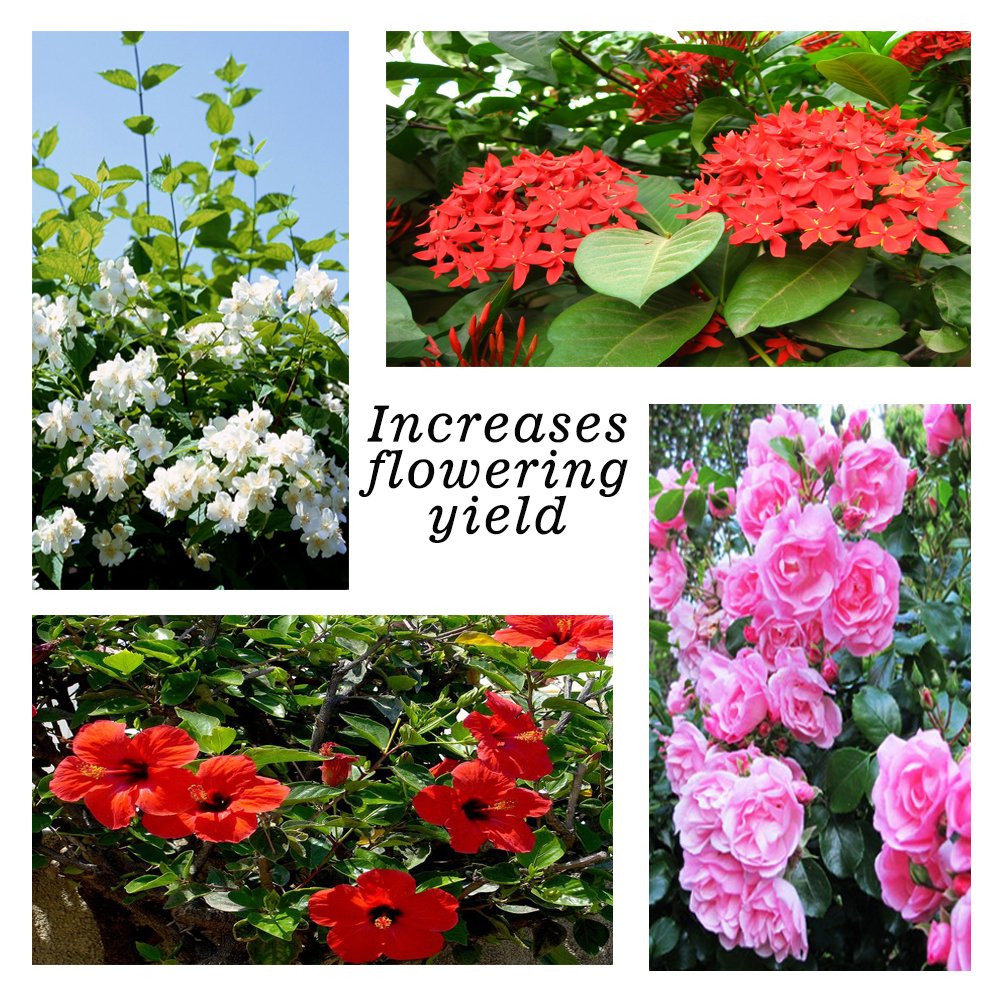 Flowers Fertilizer
