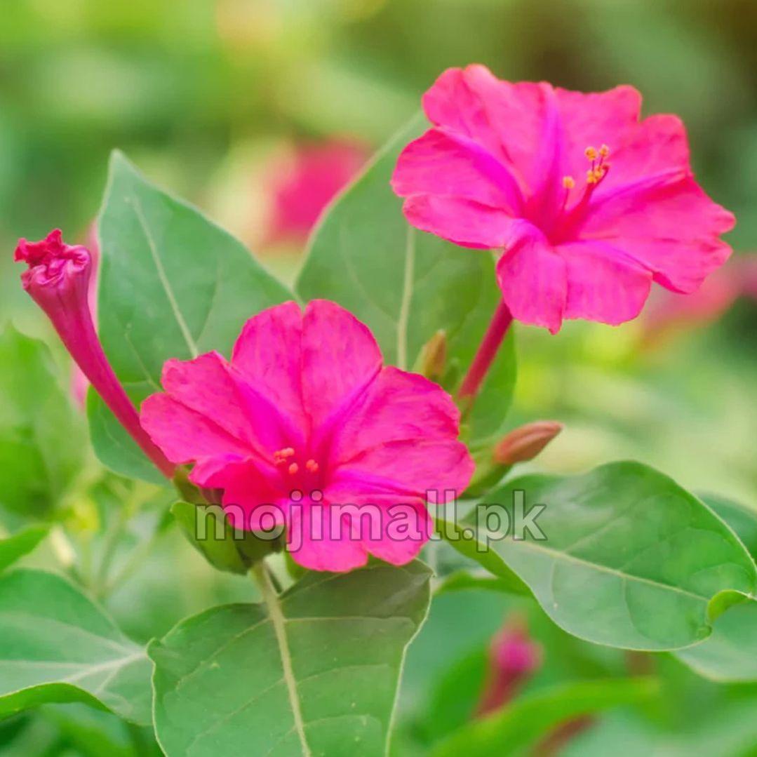 Two pink blooms with yellow stamens pictured for Moji Mall's Mirabilis jalapa Rose 4 O'Clock seeds in Pakistan