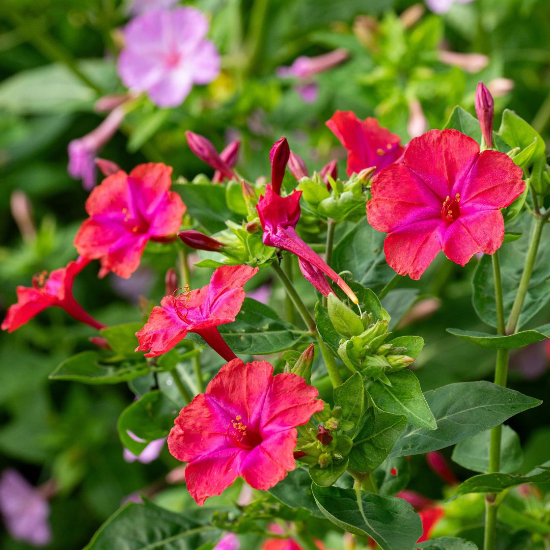 4 O'Clock (Mirabilis Jalapa) Red Seeds 10
