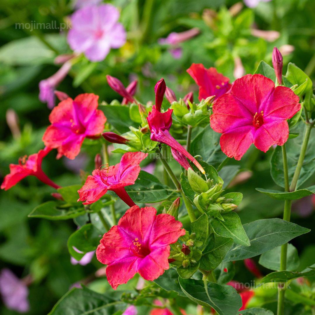4 O'Clock (Mirabilis Jalapa) Red Seeds 10-Moji Mall