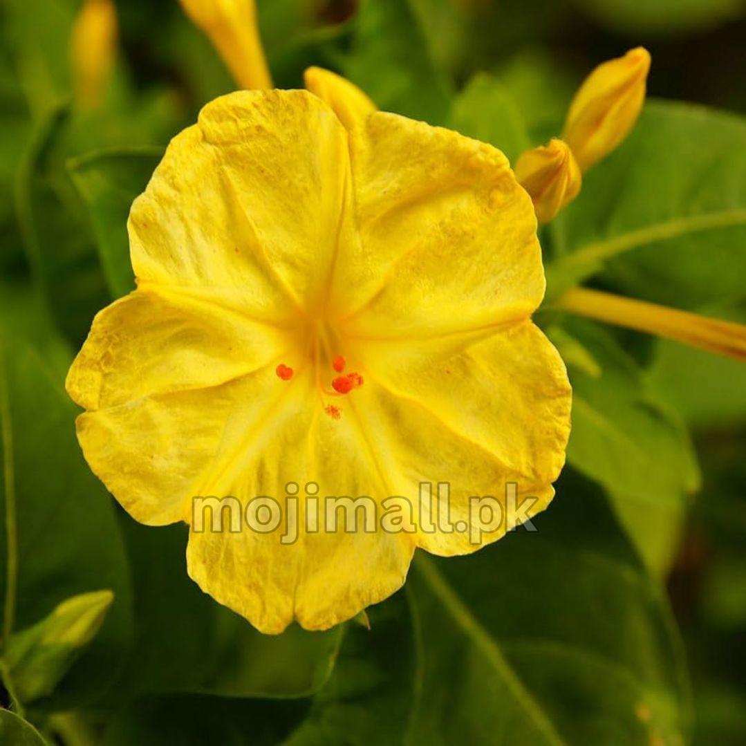 Yellow bloom with orange-red anthers illustrates Moji Mall's Mirabilis jalapa Yellow 4 O'Clock seeds for Pakistan
