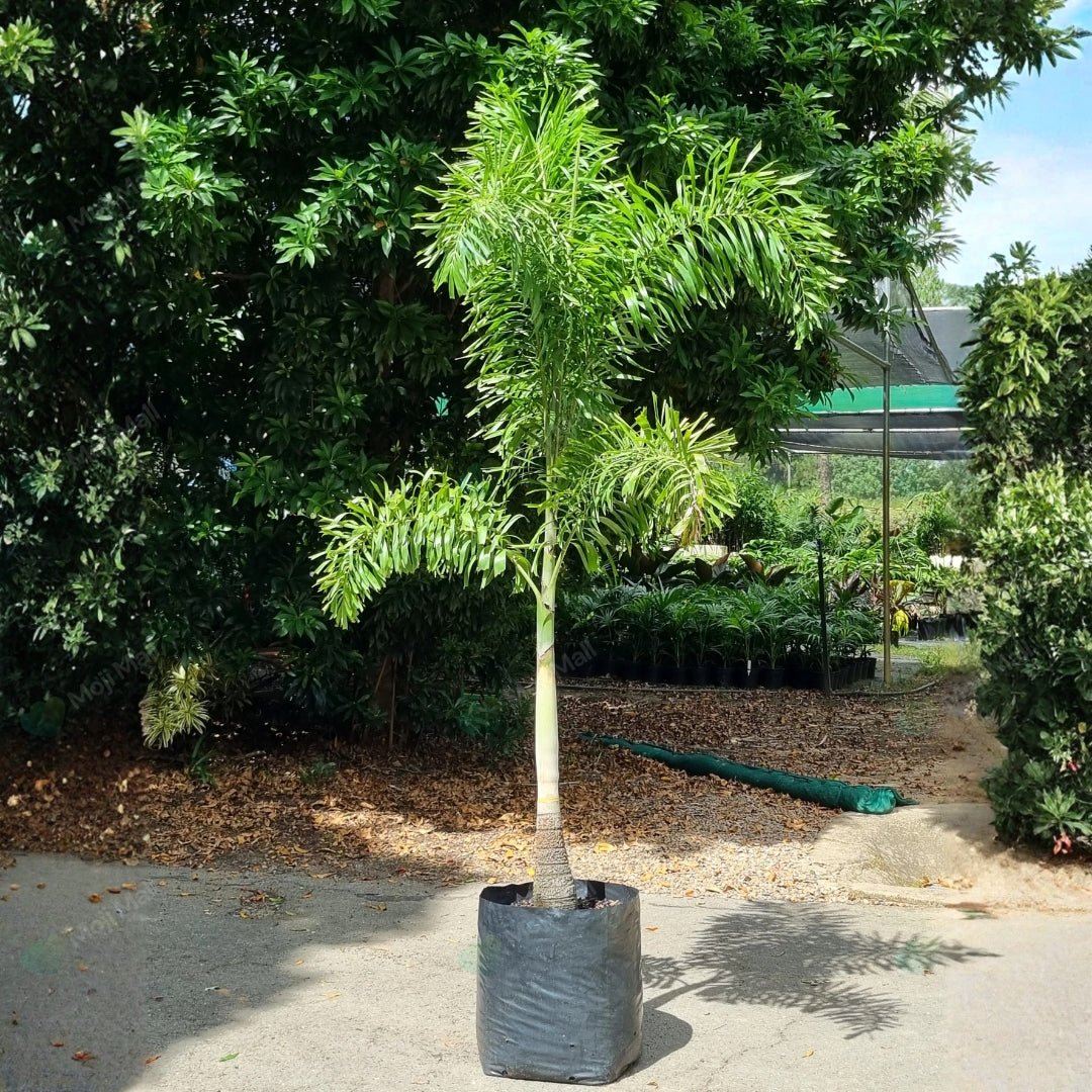 Foxtail palm – 5 Tree Seeds