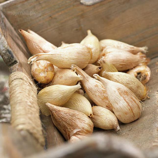 Pack of 4 Freesia Flower Bulbs (imported) 6 Mix Colors-Moji Mall