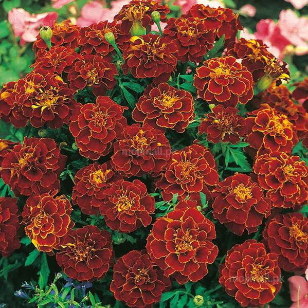French Marigold Red (گل جعفری) – Seeds-Moji Mall