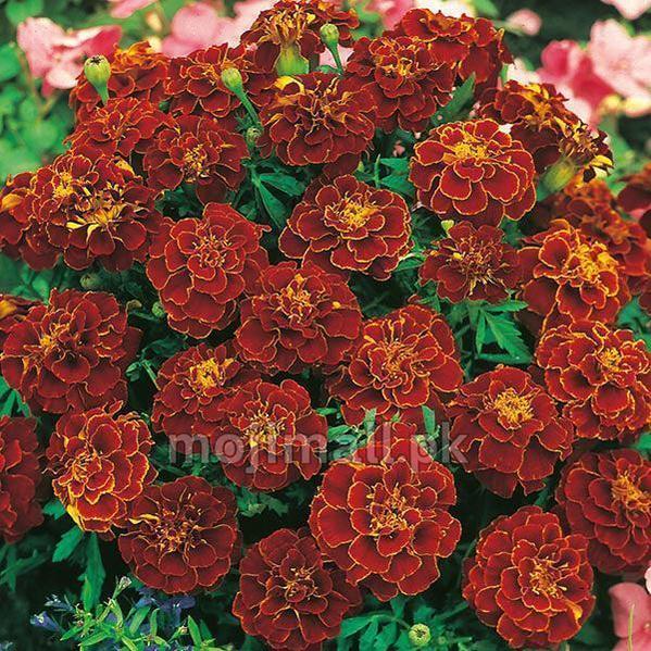 French Marigold Red (گل جعفری) – Seeds-Moji Mall