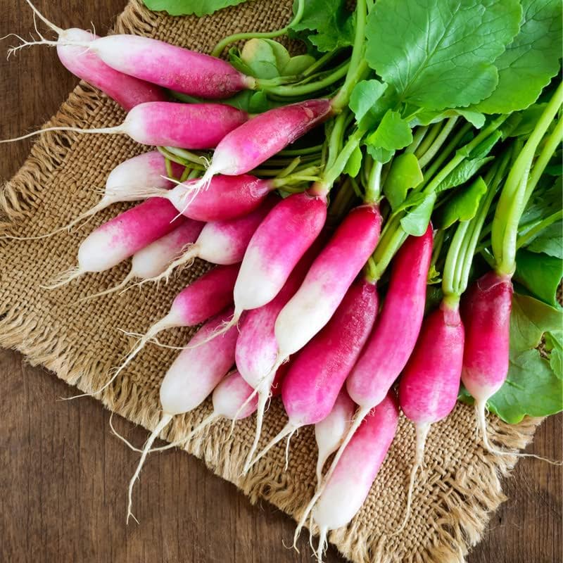 Radish (French) 40+ Seeds