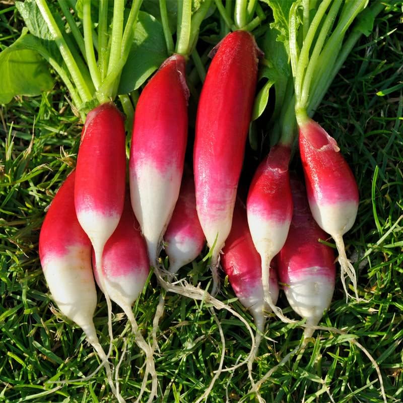 Radish (French) 40+ Seeds