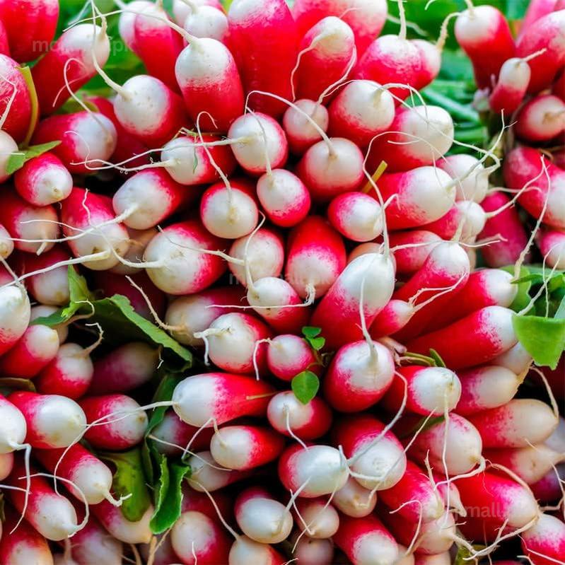 Radish (French) 40+ Seeds-Moji Mall