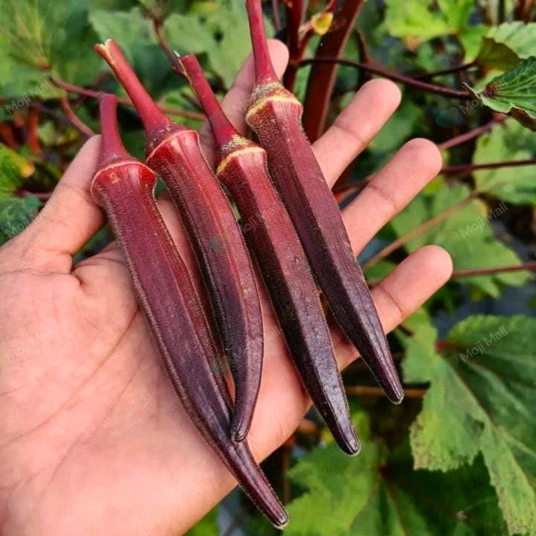 Lady Finger (Red) – F1 Hybrid 20+ Seeds-Moji Mall Pakistan