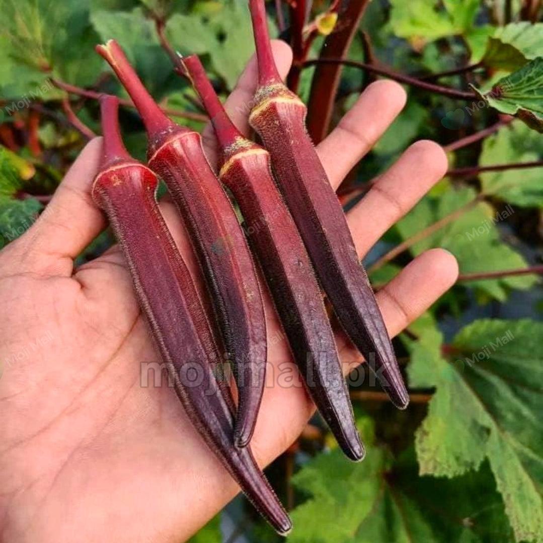 Lady Finger (Red) – F1 Hybrid 20+ Seeds-Moji Mall Pakistan