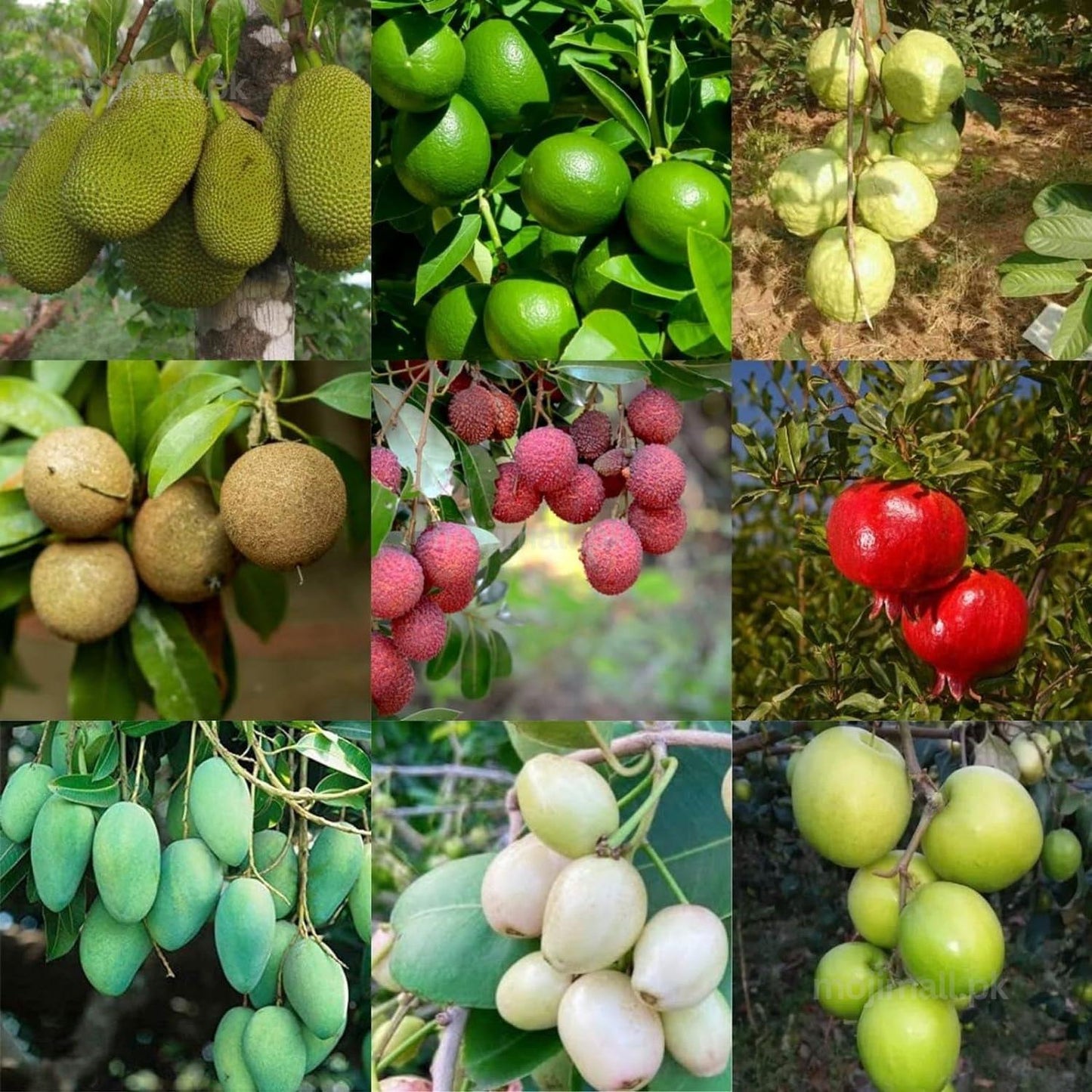 Fruit Plants Fertilizer-Moji Mall