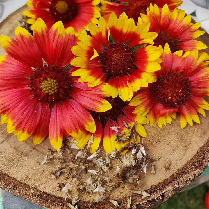 Gaillardia Aristata (Blanket Flower) - Mix - 40+ Seeds