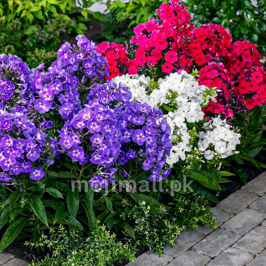 Phlox Mix (گل فلاکس) – 30+ Seeds