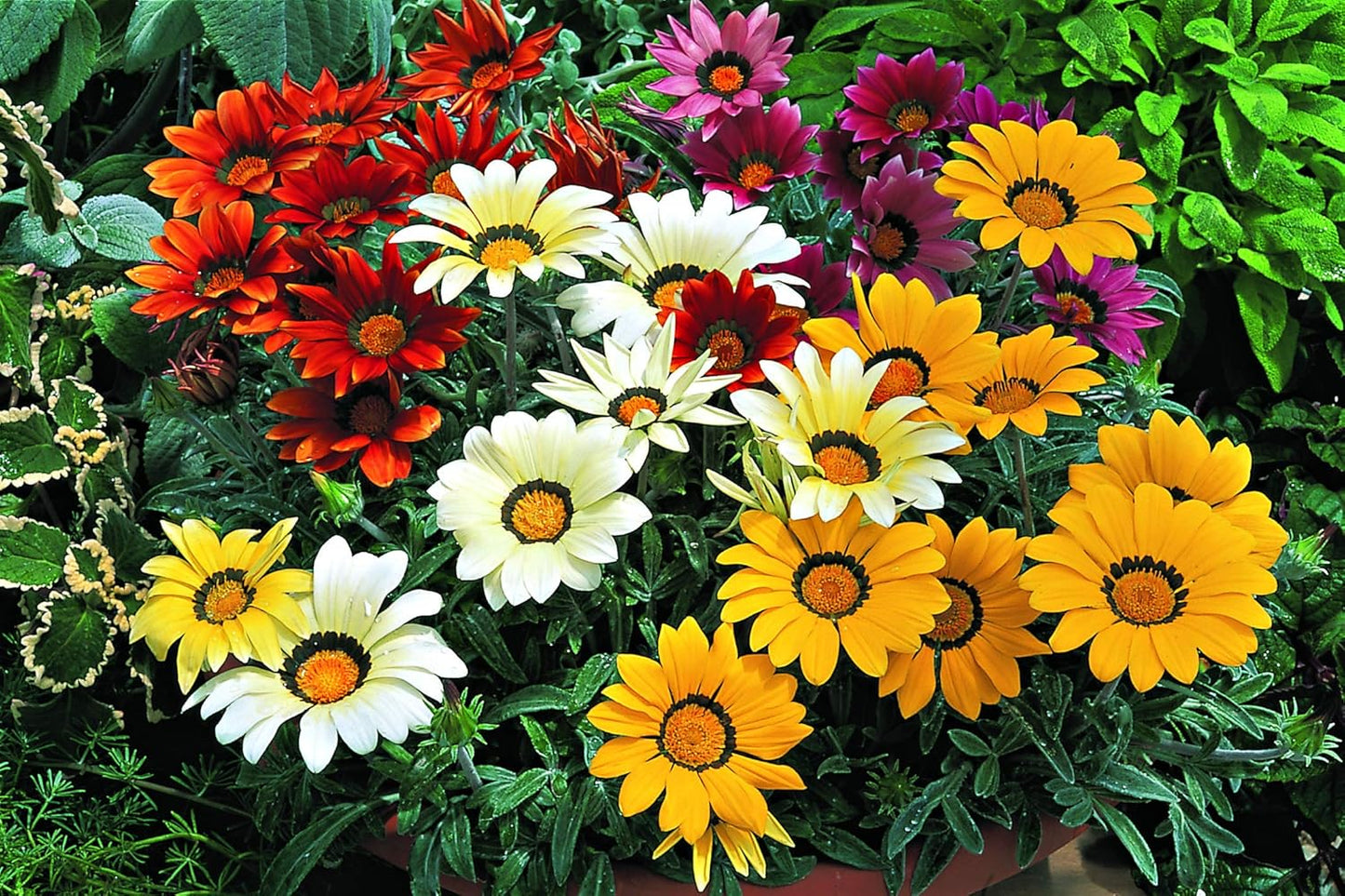 Gazania Mix – 30+ Seeds