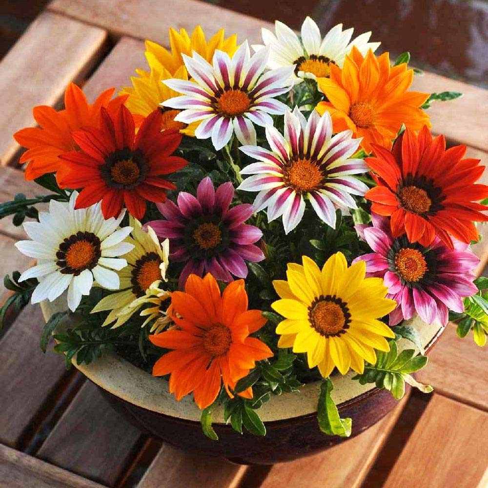 Gazania Mix – 30+ Seeds