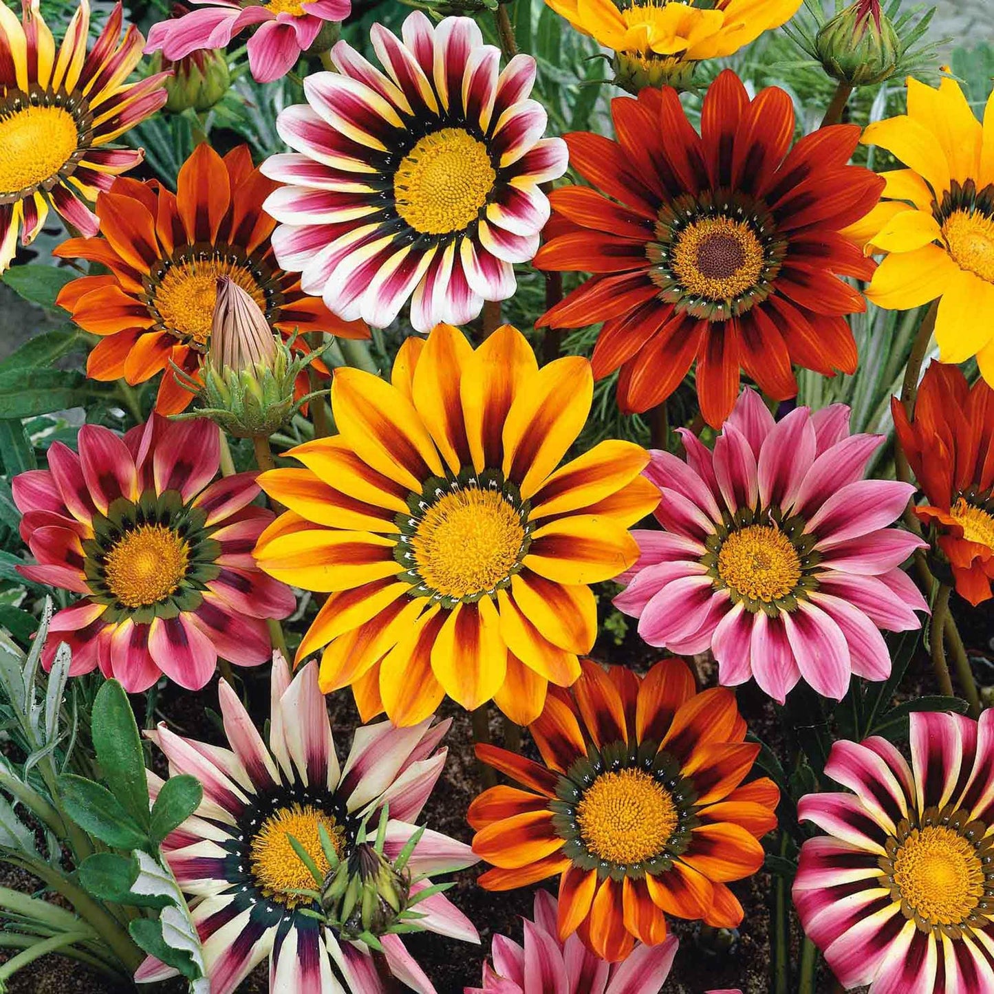 Gazania Mix – 30+ Seeds