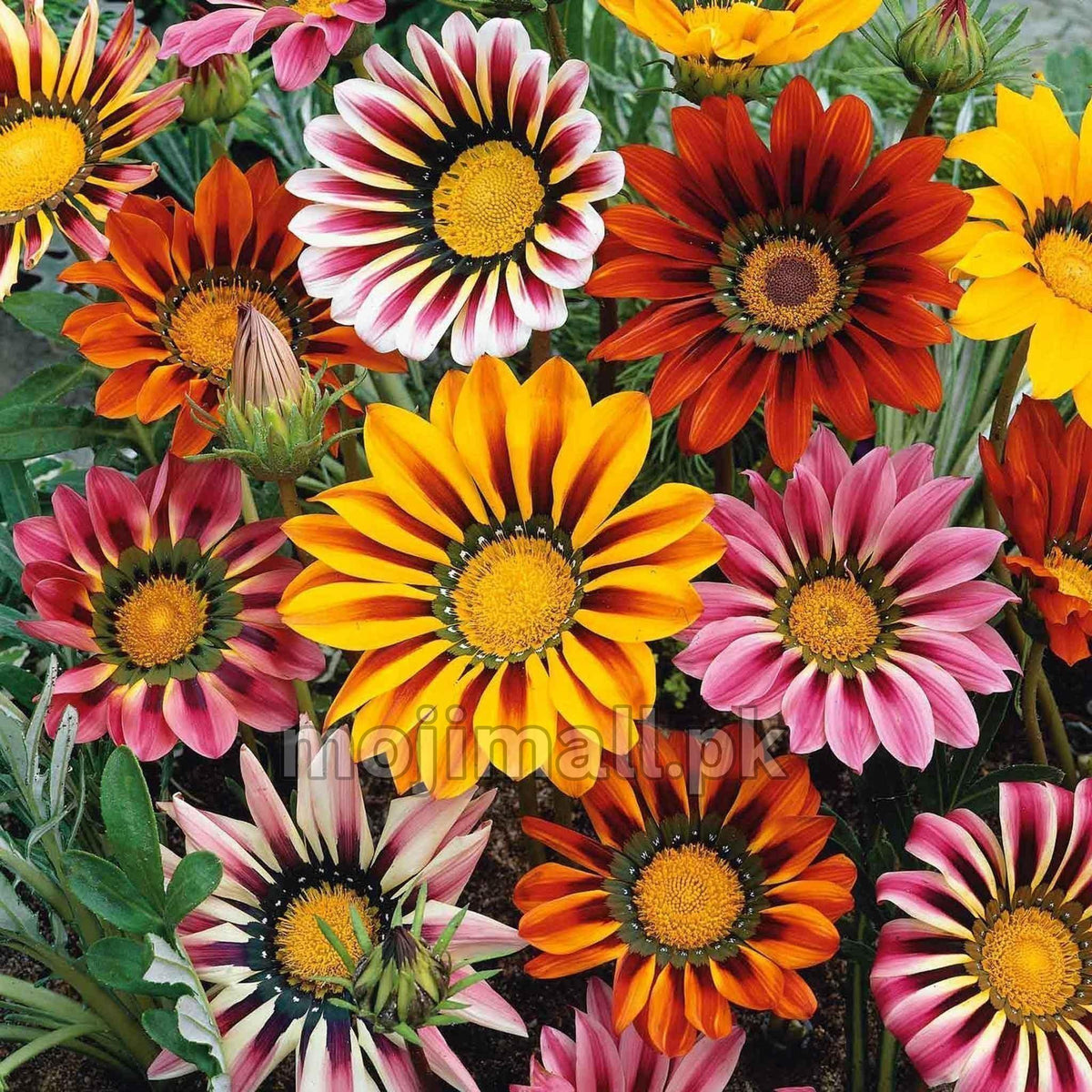 Gazania Mix – 30+ Seeds (WINTER)-Moji Mall