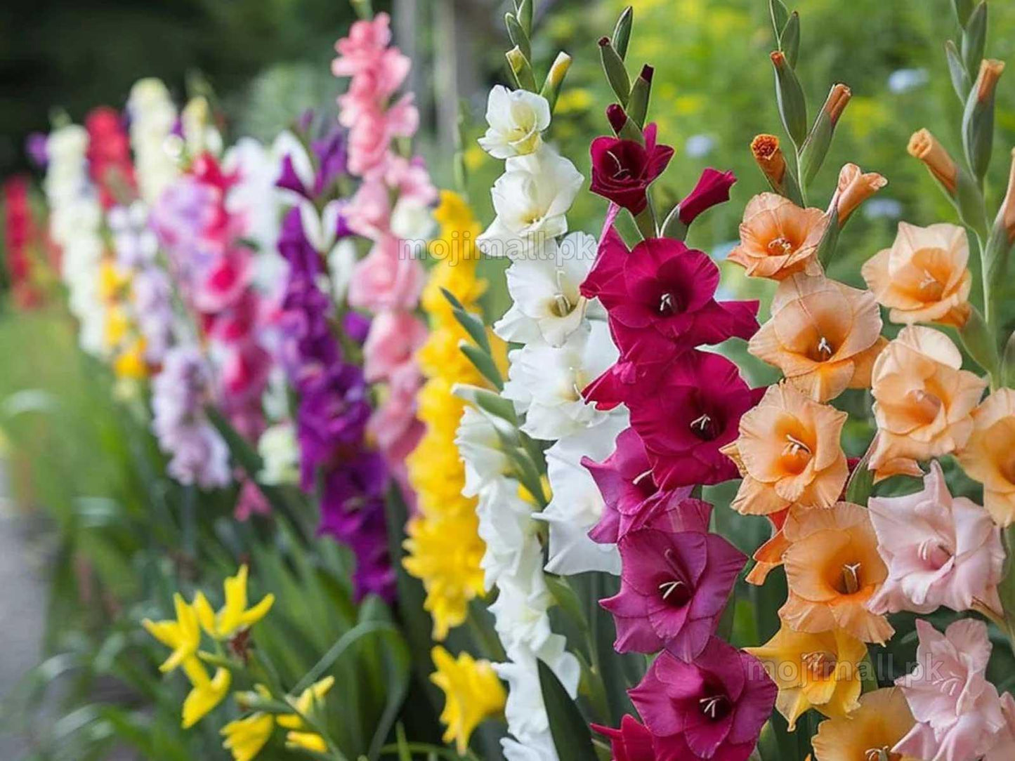 Gladiolus (Glad) Mix 8 Colors – Flower Bulbs-Moji Mall