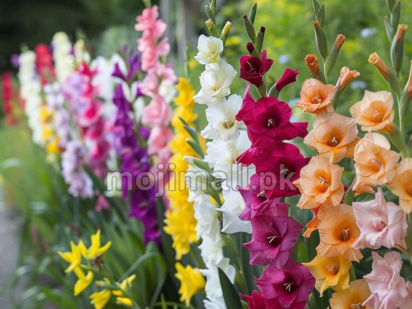 Gladiolus (Glad) Mix 8 Colors – Flower Bulbs-Moji Mall