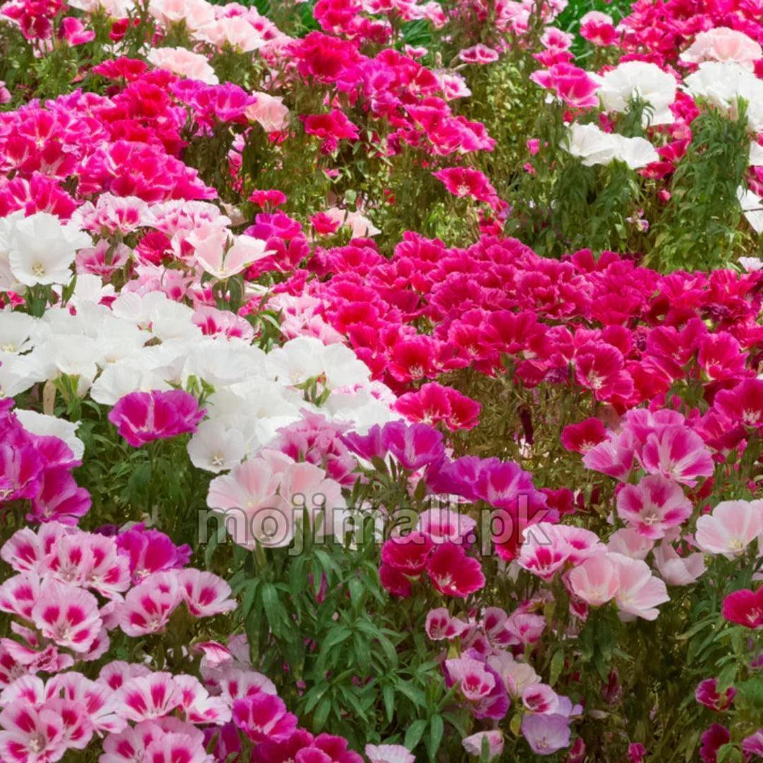 Godetia (Double Mix) – 150+ Seeds (WINTER)-Moji Mall Pakistan