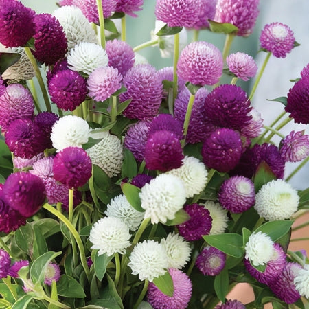 Gomphrena Globe (Amaranth Mixed) - 50+ Seeds