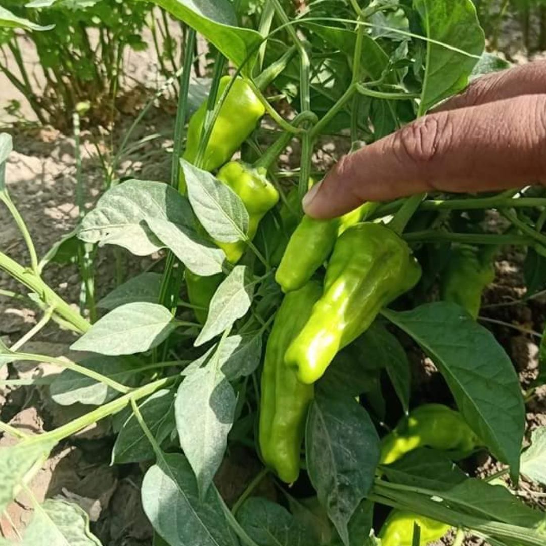 Chili (دیسی مرچ کے بیج) – 50+ Seeds