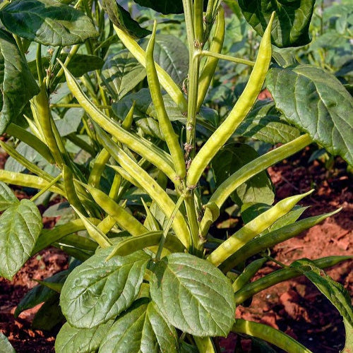 Guar Beans (گوار پھلی) Seeds