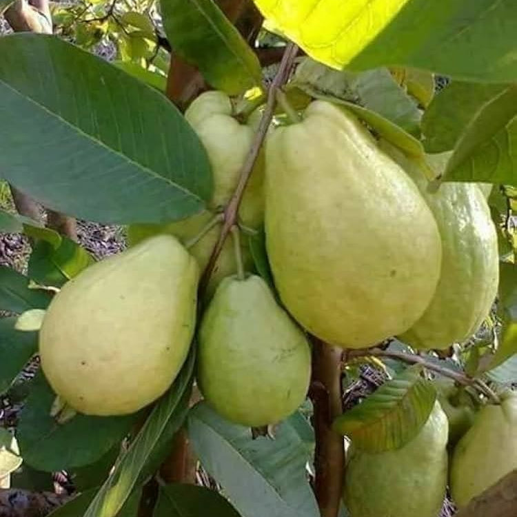 Guava (صراحی امرود کے بیج) – 50+ Seeds