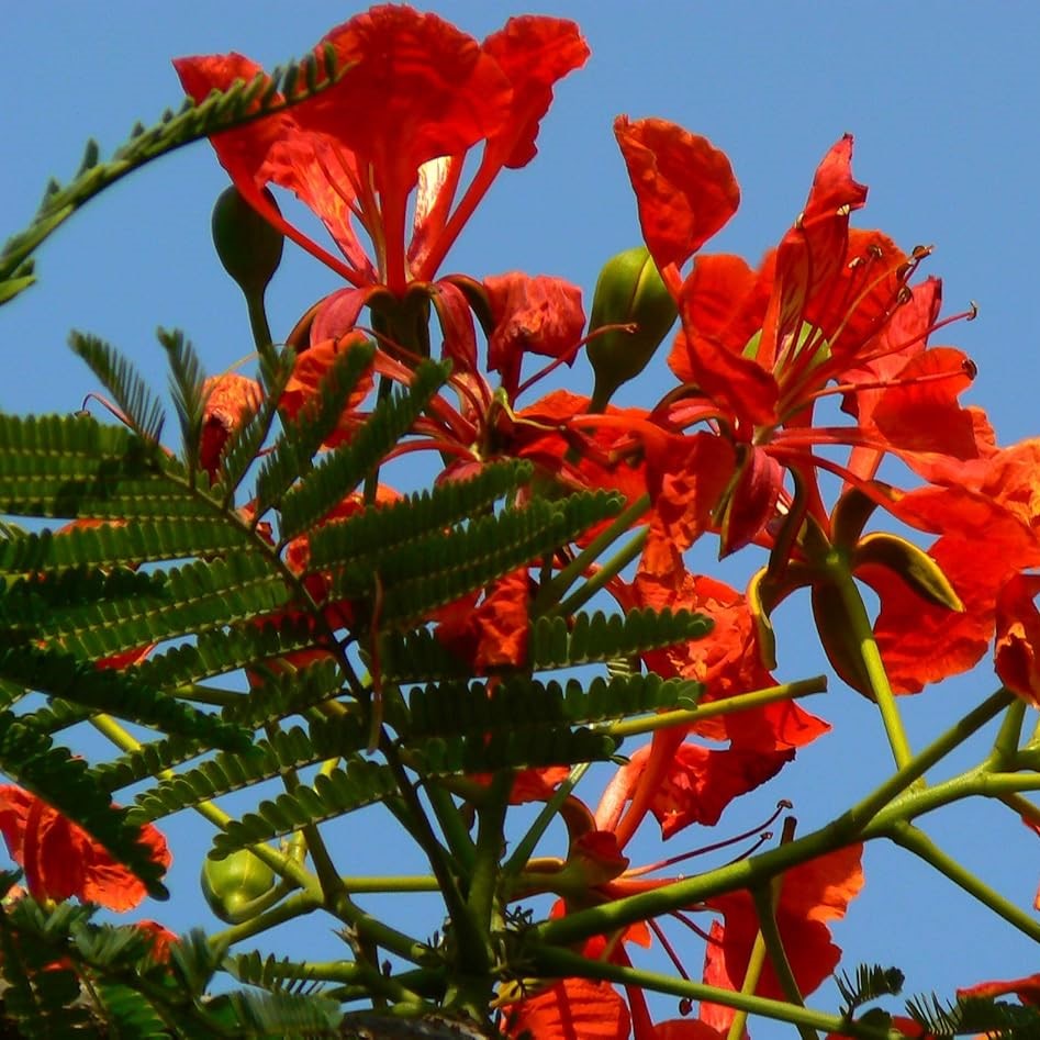 Gul Mohar (گل مہر) – 15+ Tree Seeds